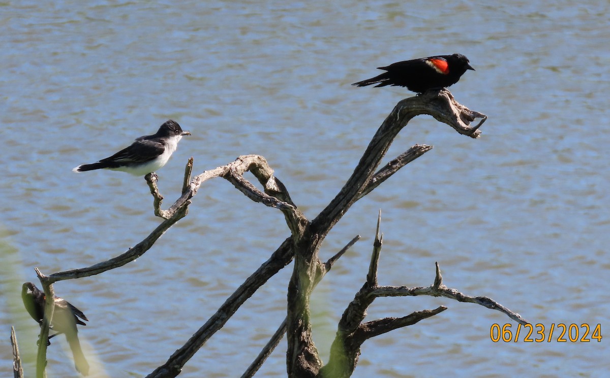 Red-winged Blackbird - Fran Kerbs