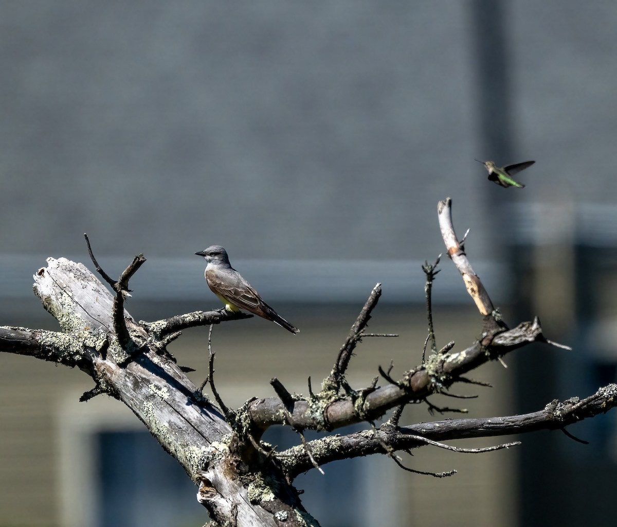 Western Kingbird - ML620775825