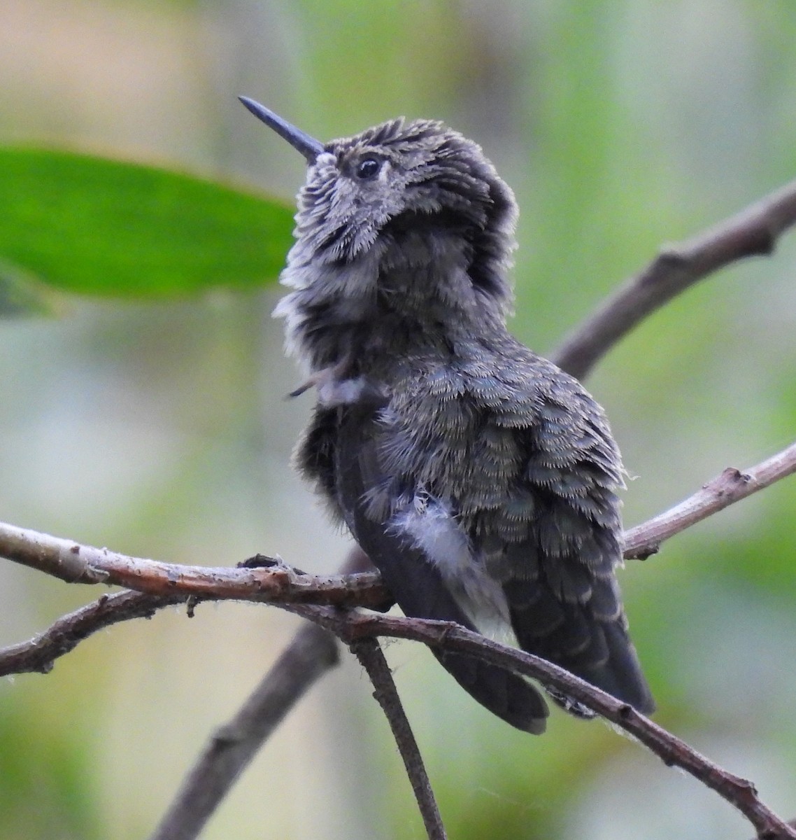 rødmaskekolibri - ML620775826