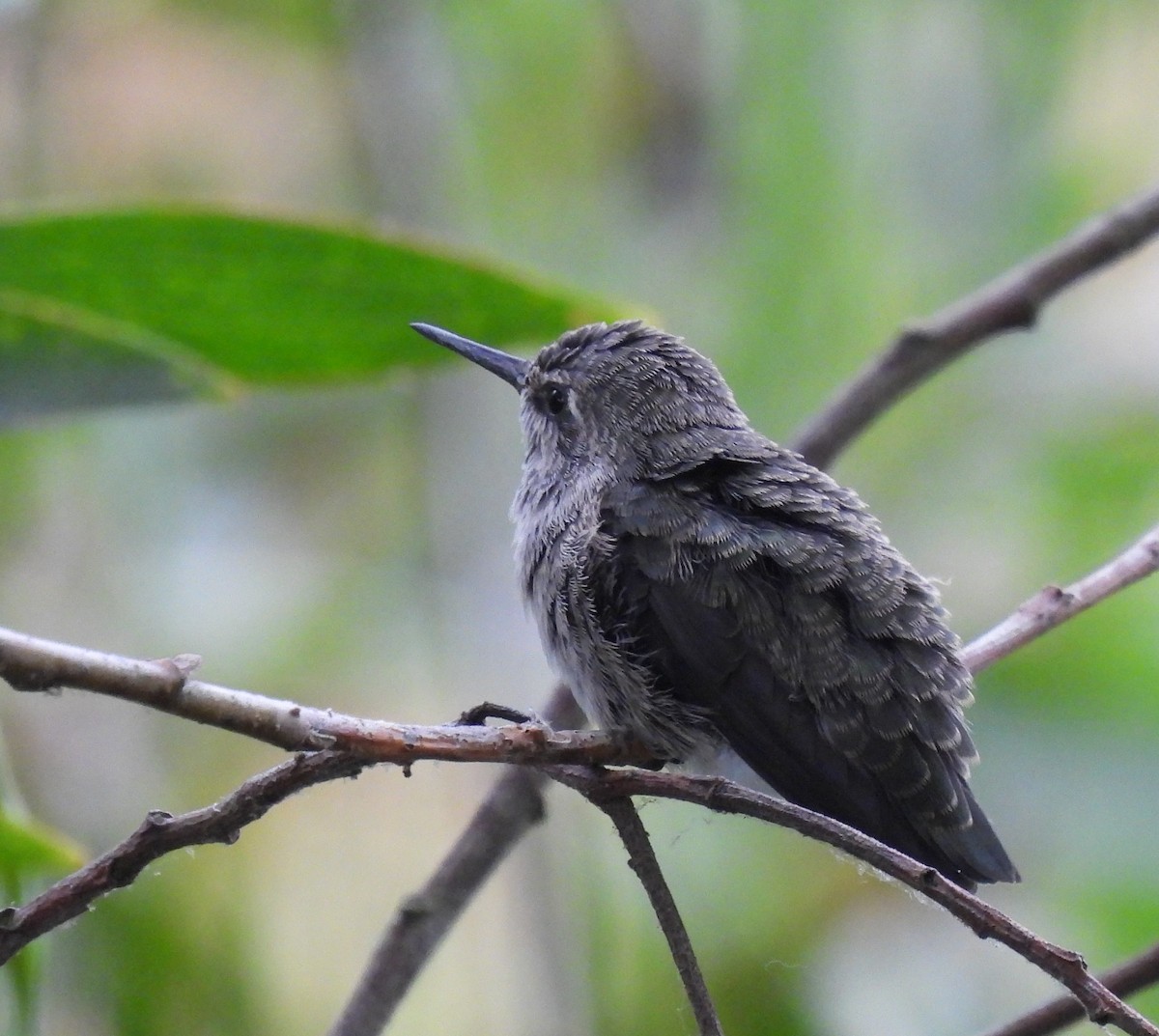 Anna's Hummingbird - ML620775827