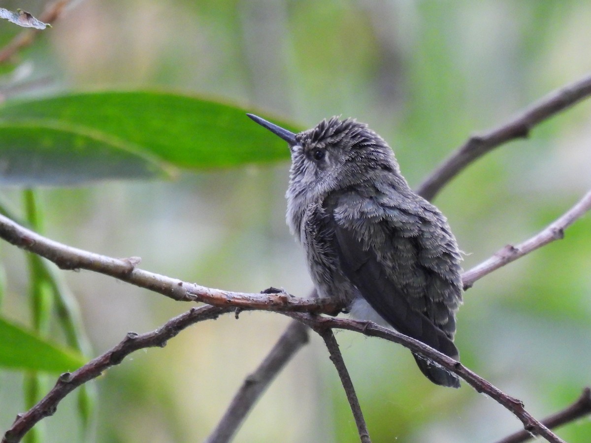 Anna's Hummingbird - ML620775828