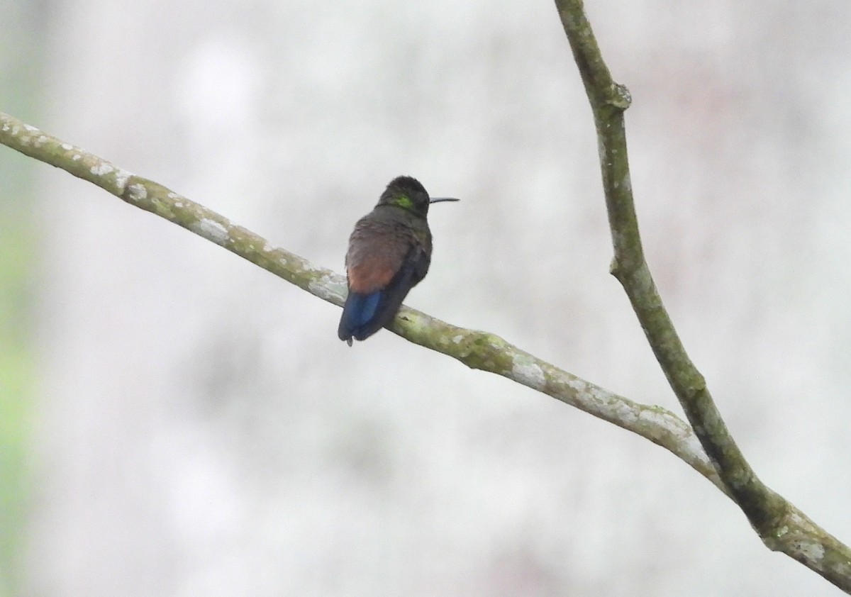 Copper-rumped Hummingbird - Manuel Pérez R.