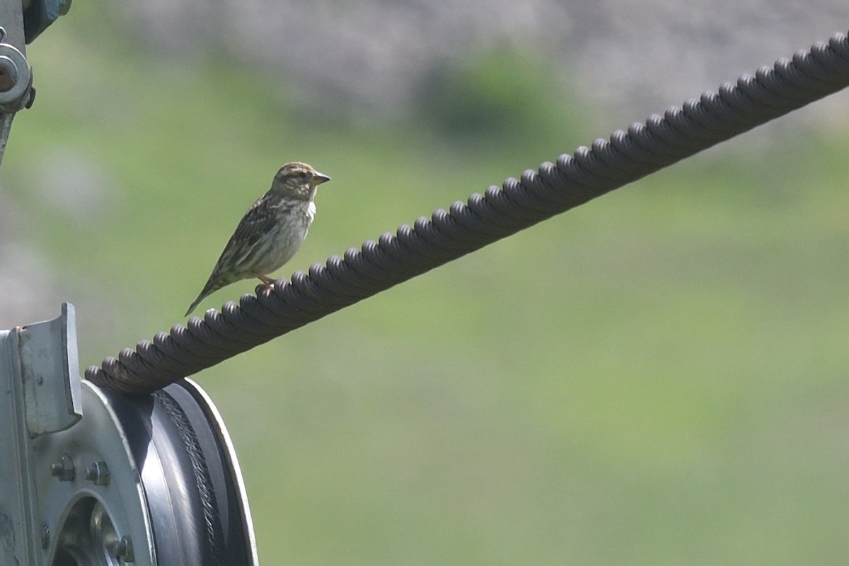 Rock Sparrow - ML620775831