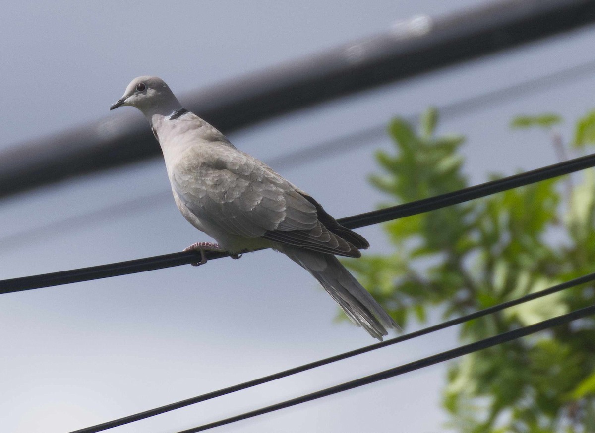 Eurasian Collared-Dove - ML620775836