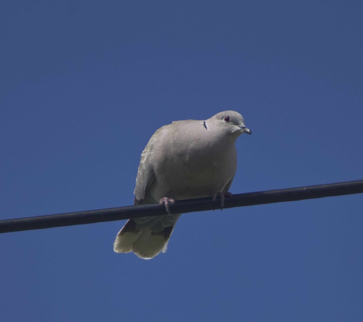 Eurasian Collared-Dove - ML620775838