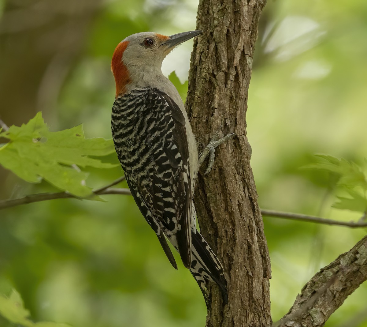 Red-bellied Woodpecker - ML620775844
