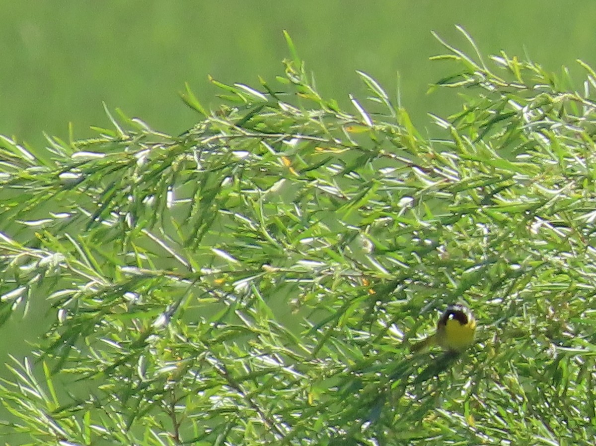 Common Yellowthroat - ML620775849