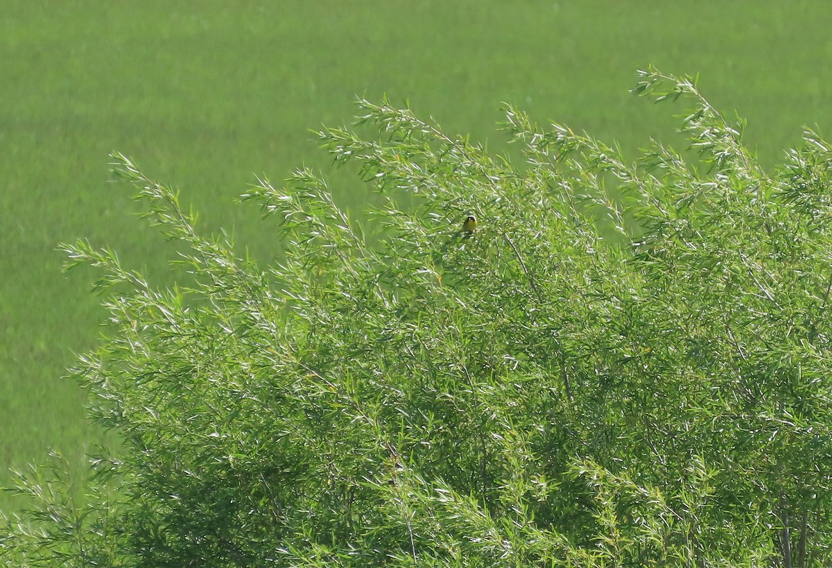 Common Yellowthroat - ML620775851