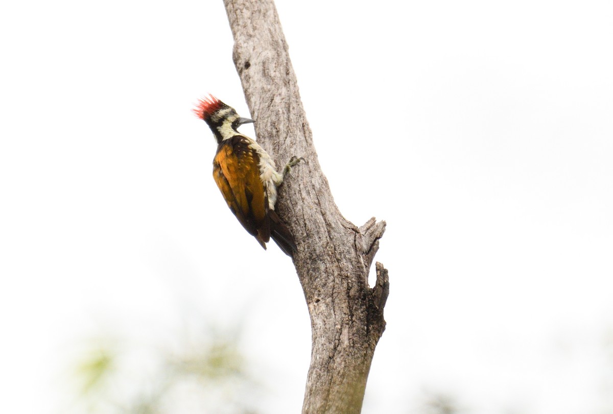 Black-rumped Flameback - ML620775857