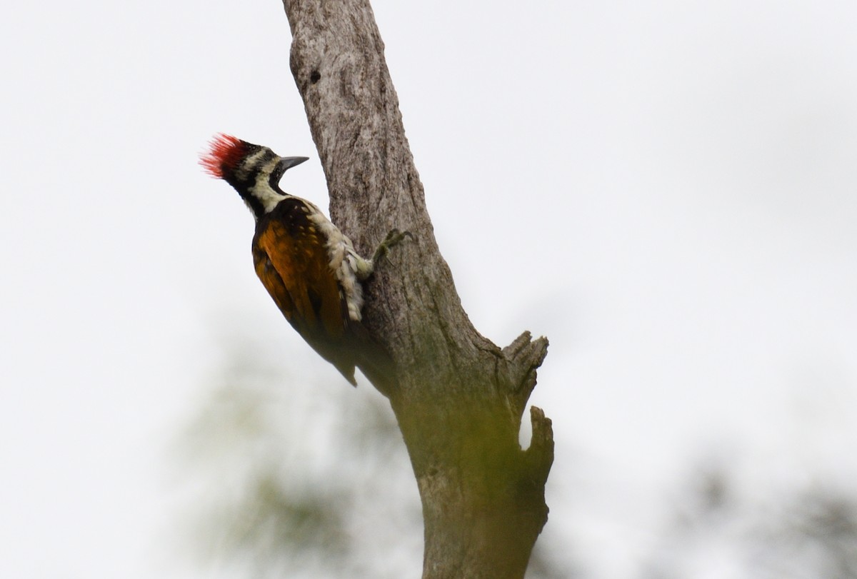 Black-rumped Flameback - ML620775858