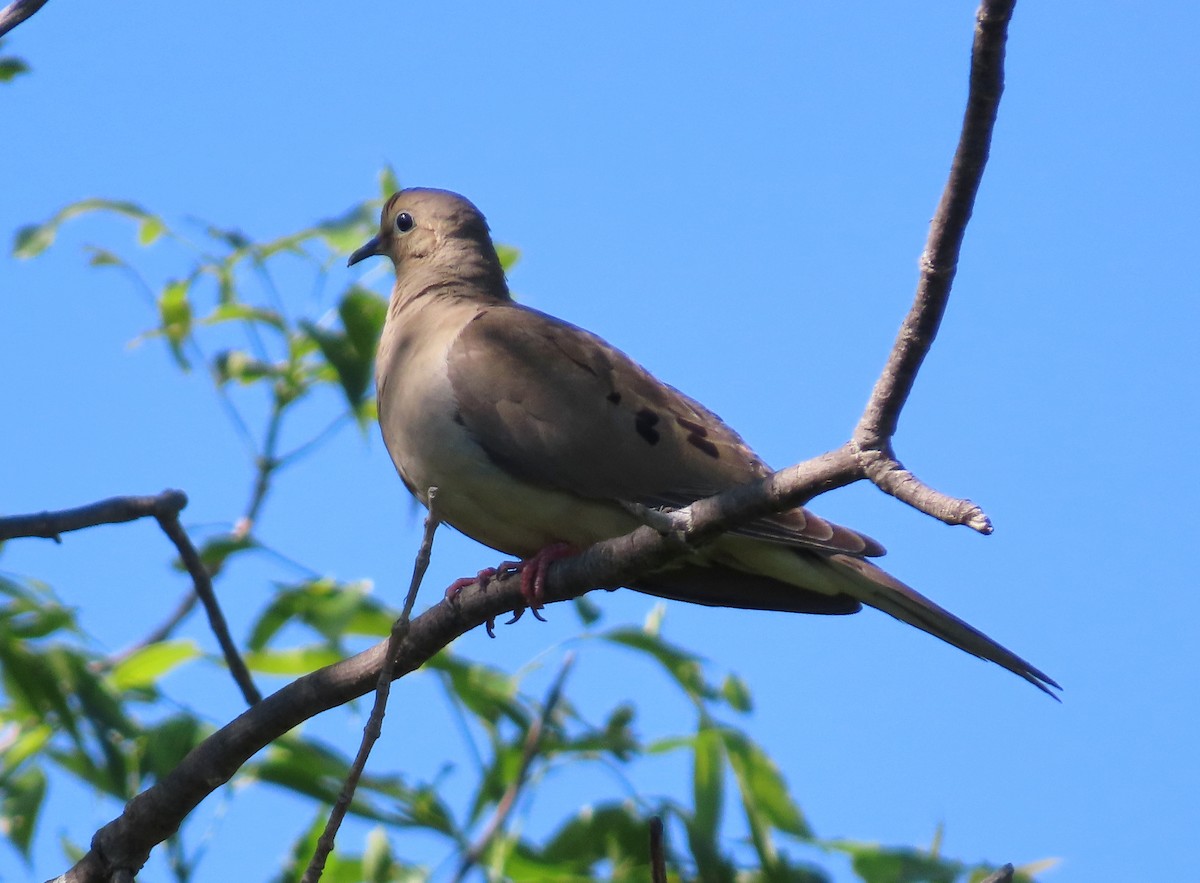 Mourning Dove - ML620775859