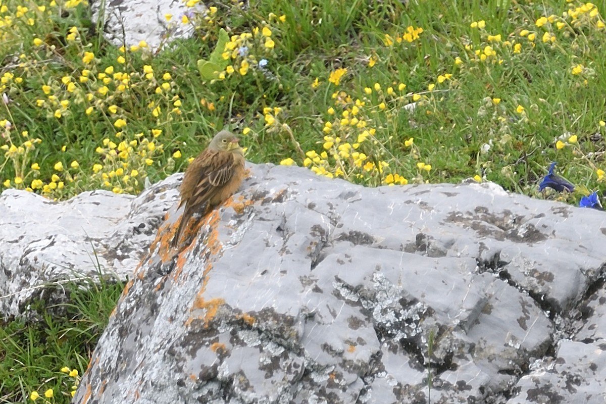 Ortolan Bunting - ML620775861