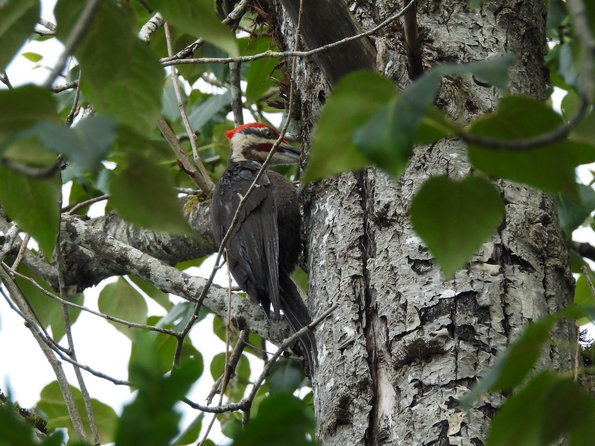 Pileated Woodpecker - ML620775863