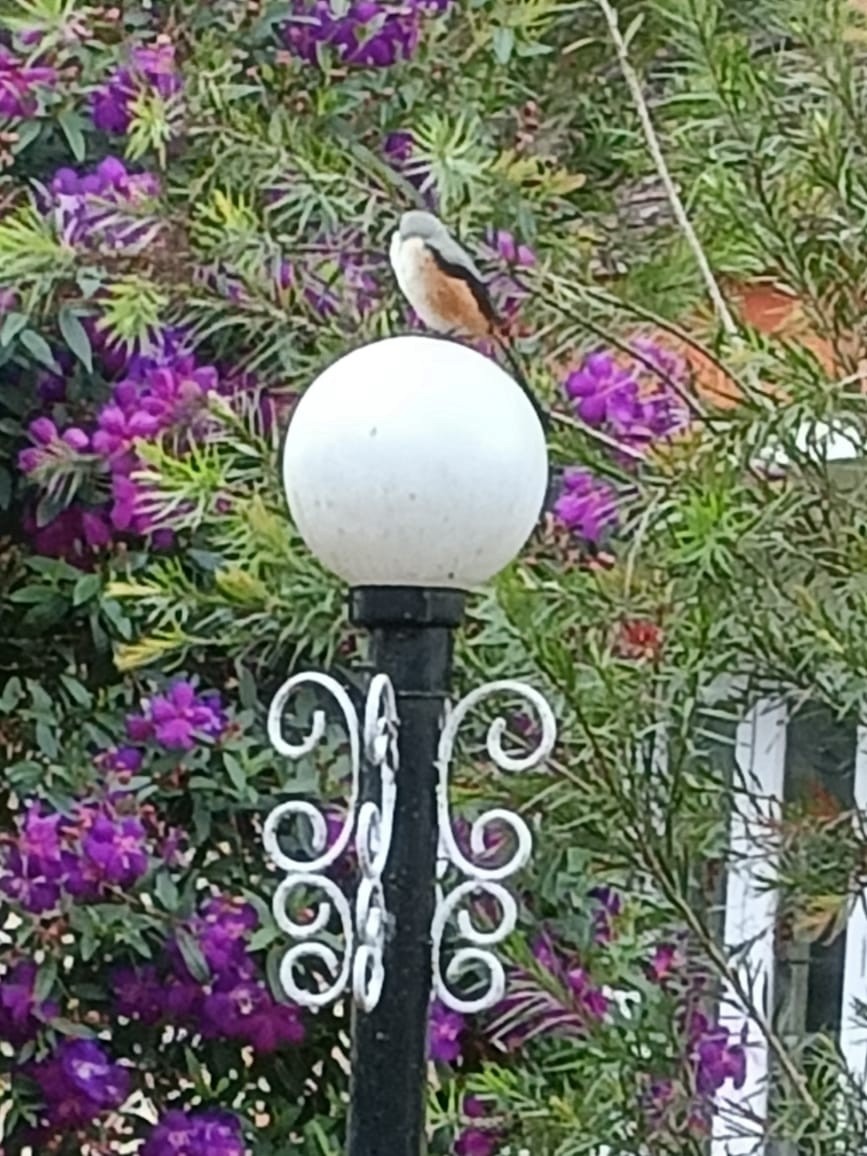 Long-tailed Shrike - Chitra Muralikrishnan