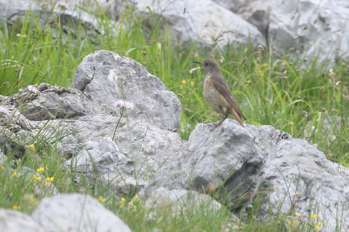 Rufous-tailed Rock-Thrush - ML620775870