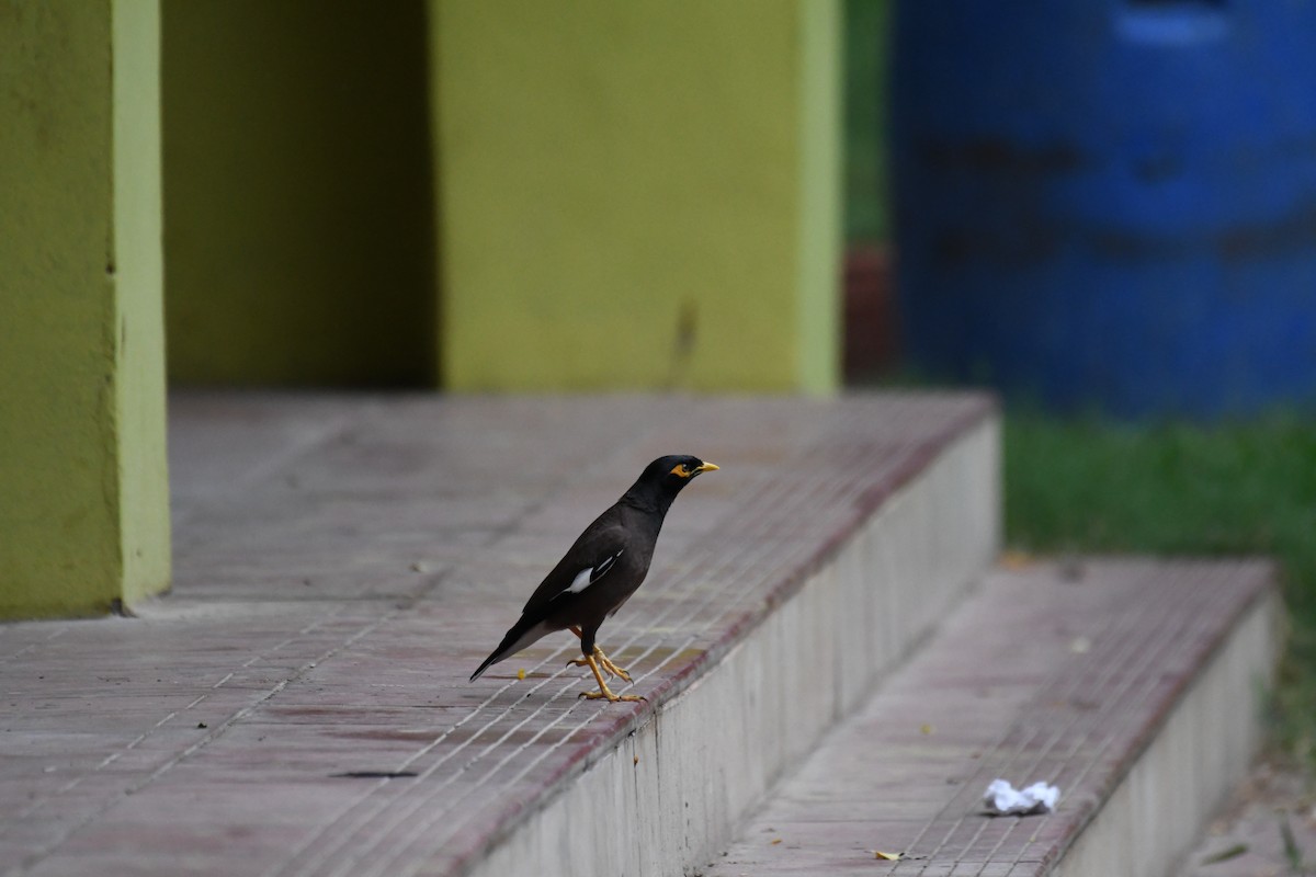 Common Myna - ML620775871