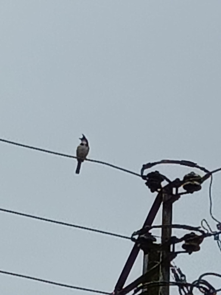 Red-whiskered Bulbul - ML620775872