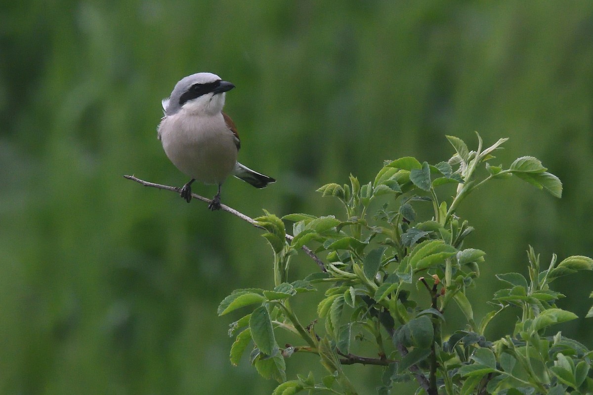 セアカモズ - ML620775875