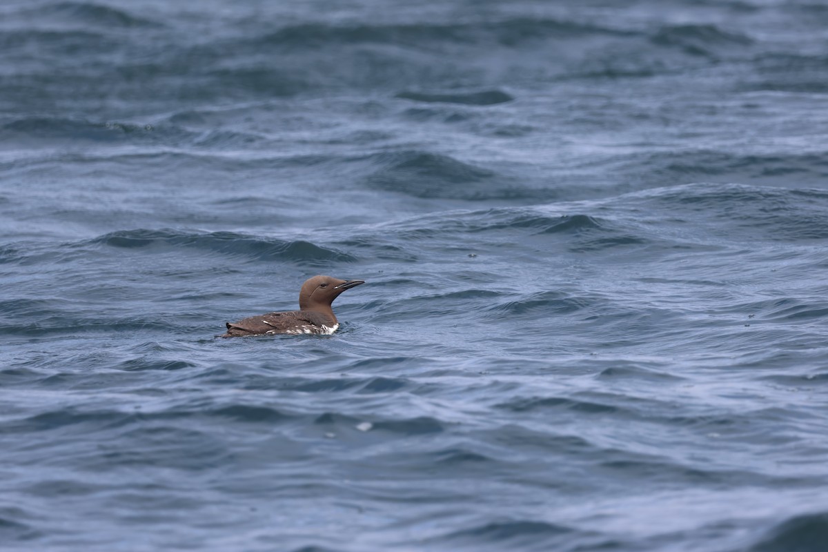 Common Murre - Jody  Wells