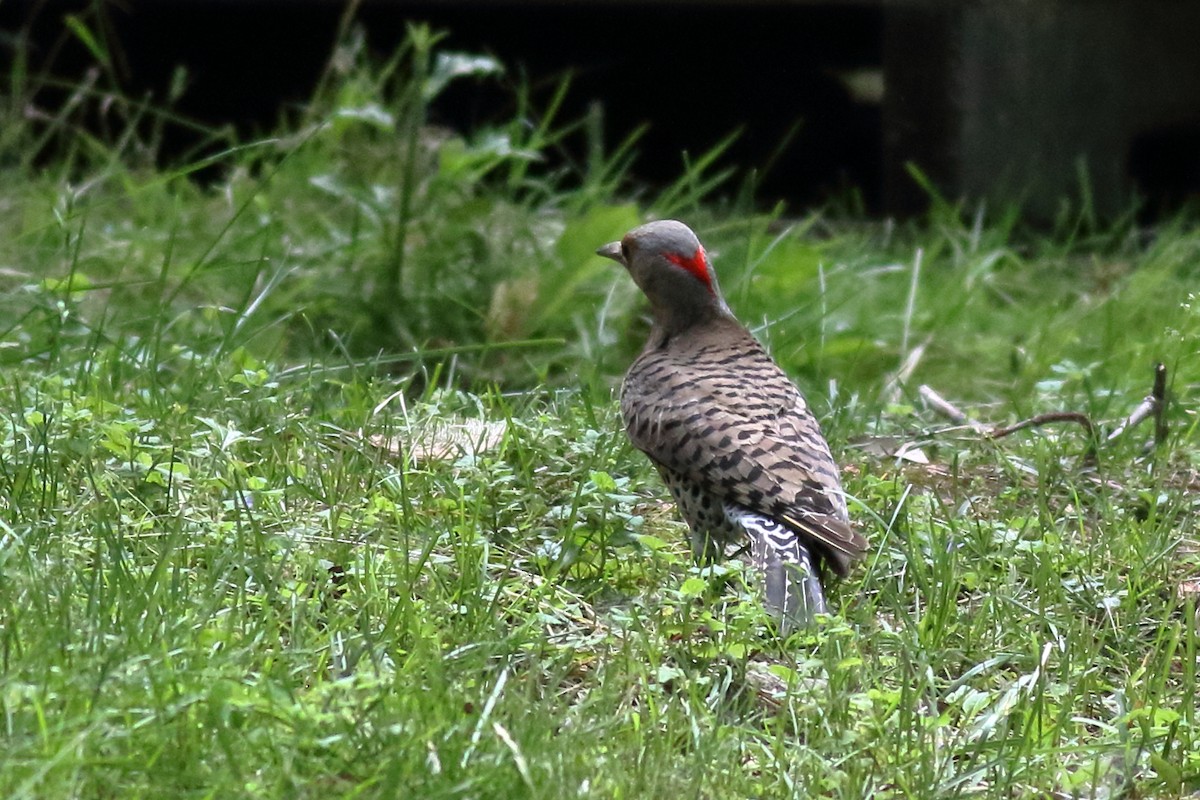 Northern Flicker - ML620775880