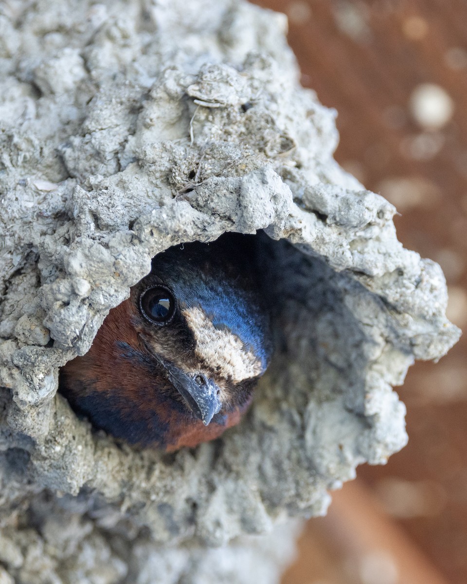 Cliff Swallow - ML620775888