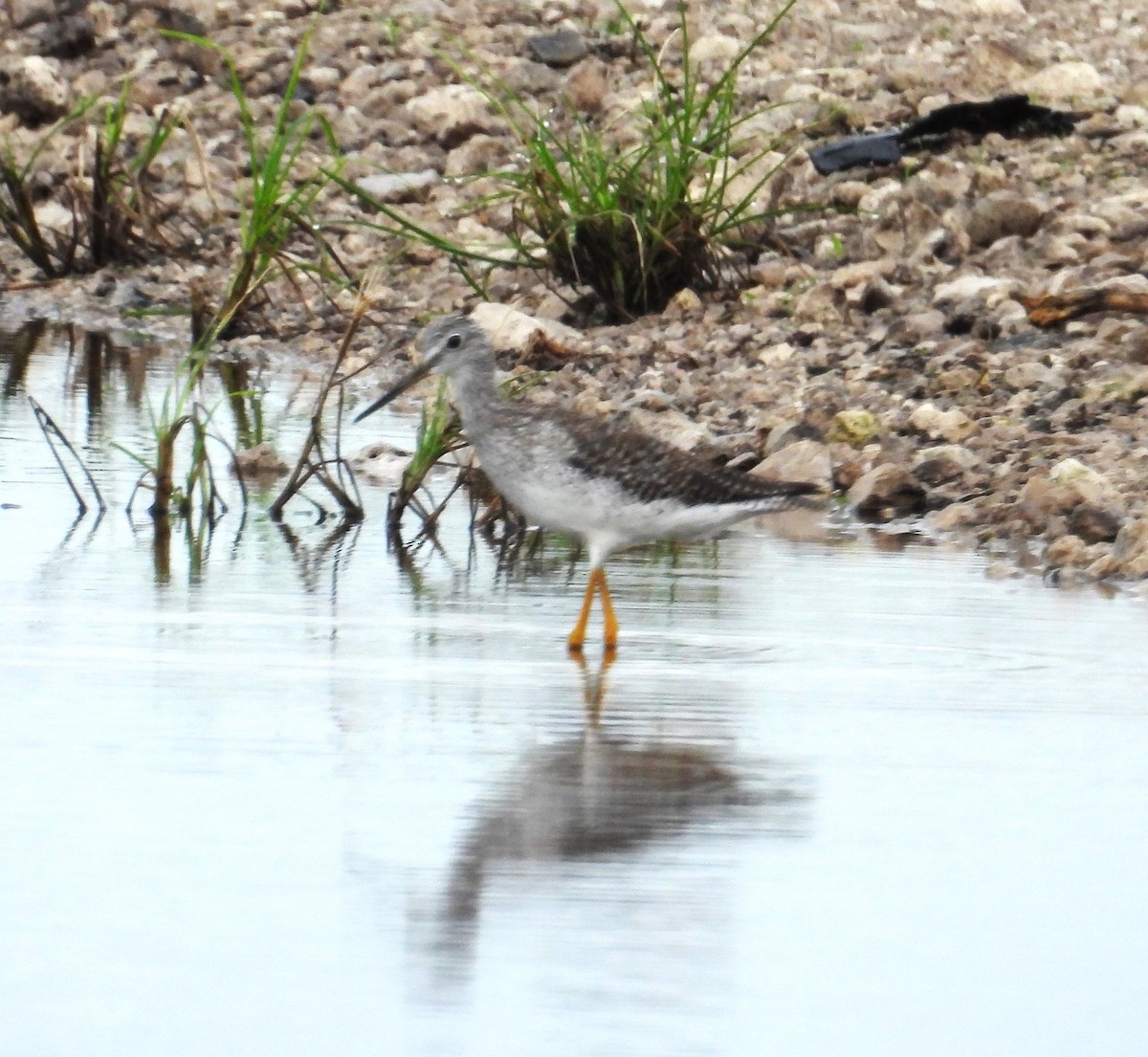 Greater Yellowlegs - ML620775889