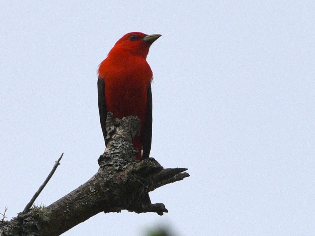 Scarlet Tanager - ML620775890