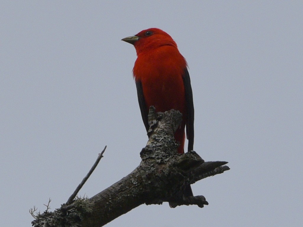 Scarlet Tanager - ML620775891