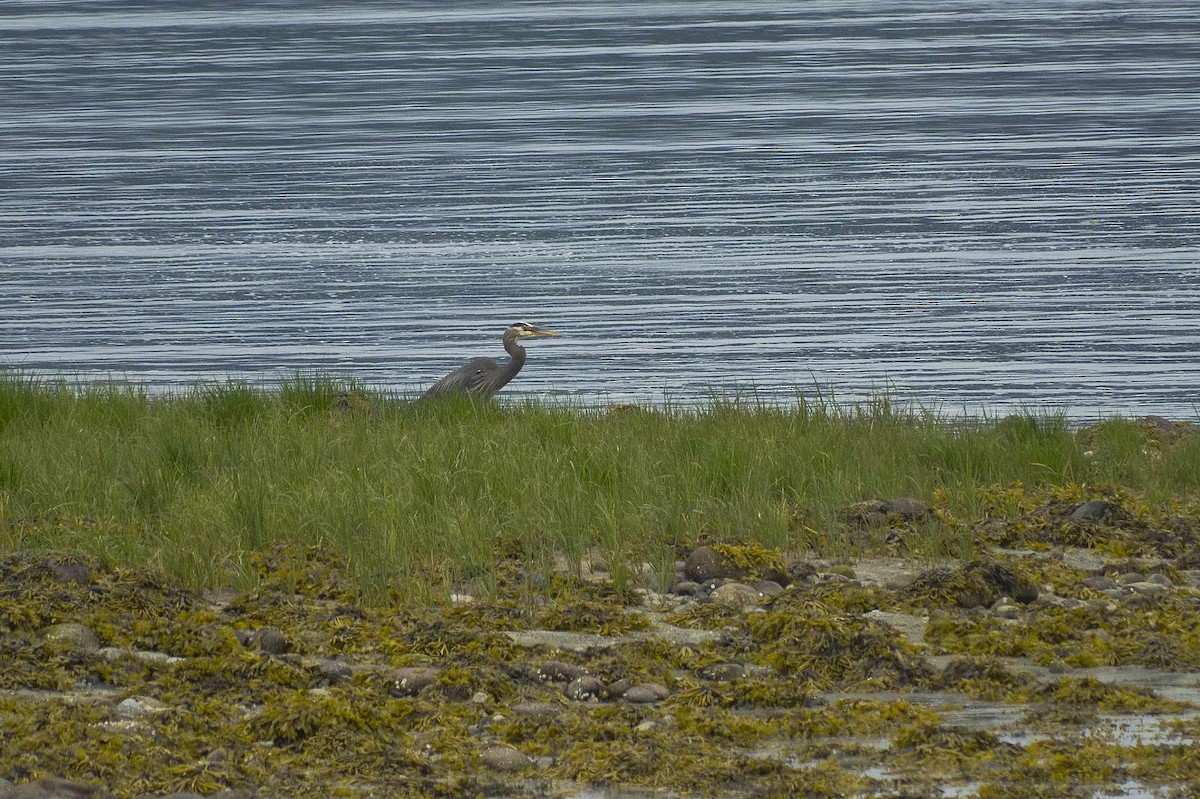 Great Blue Heron - ML620775899