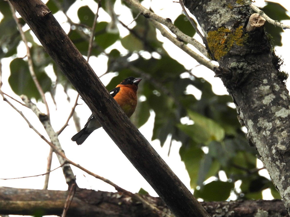 Black-headed Grosbeak - Mark Stevens