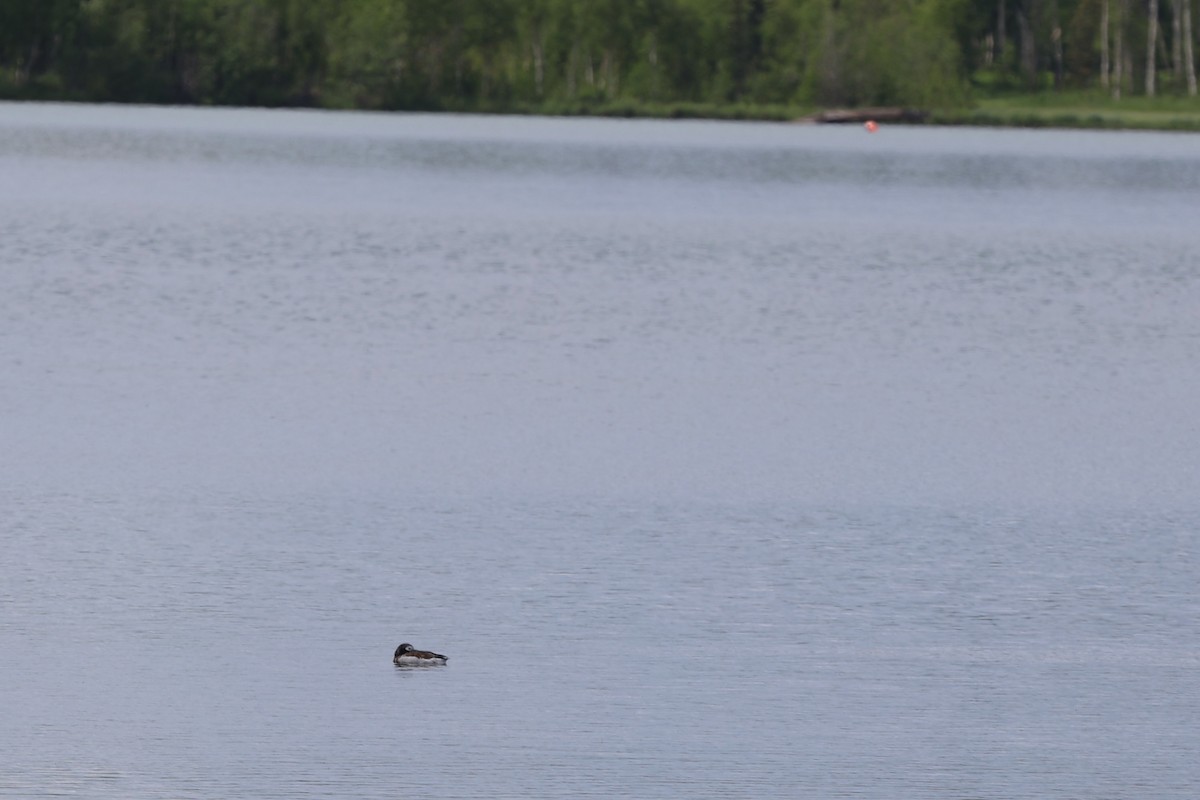 Long-tailed Duck - ML620775908