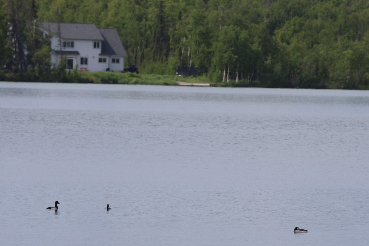 Greater Scaup - ML620775910