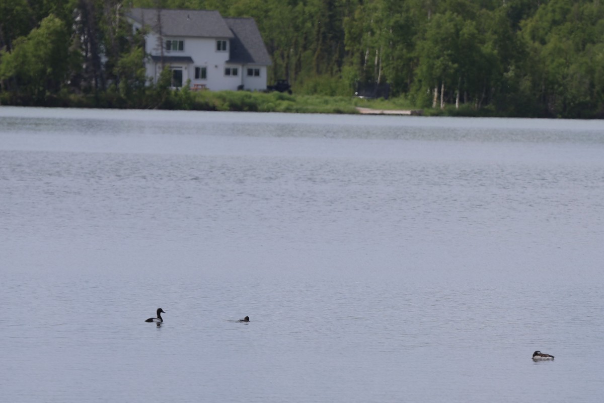 Greater Scaup - ML620775911