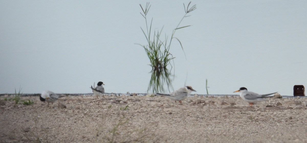 Least Tern - ML620775912