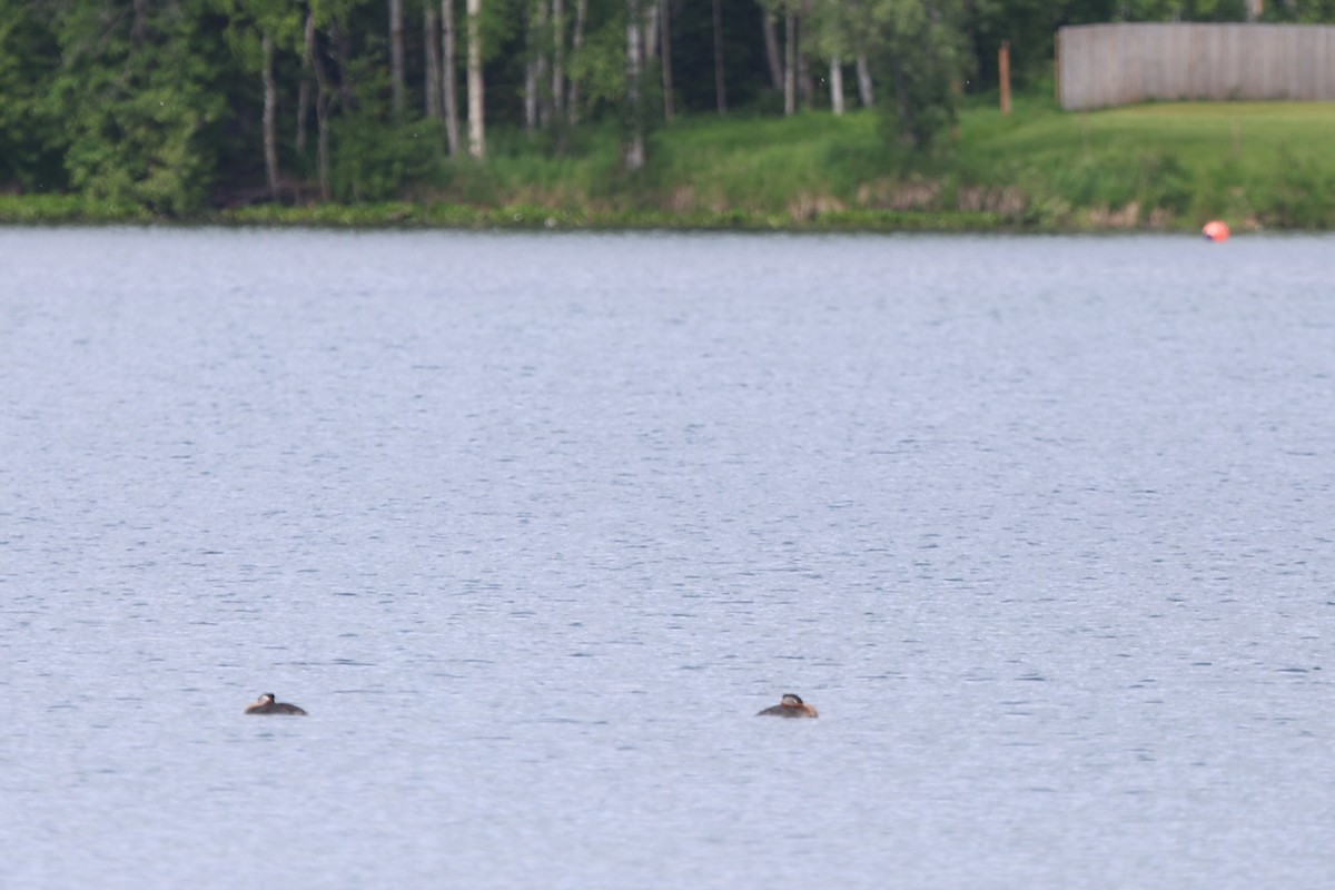 Red-necked Grebe - Cole Wolf