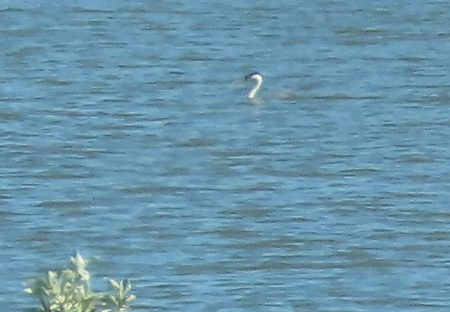 Western Grebe - ML620775915