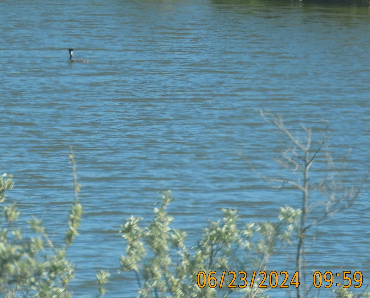 Western Grebe - ML620775916