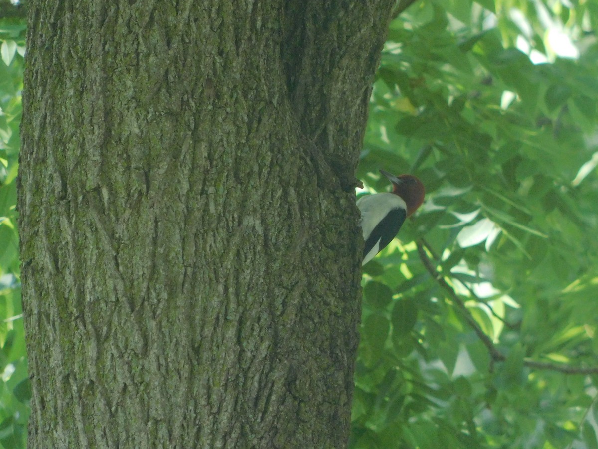 Red-headed Woodpecker - ML620775918