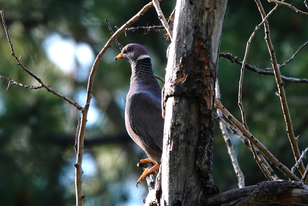 Band-tailed Pigeon - ML620775920