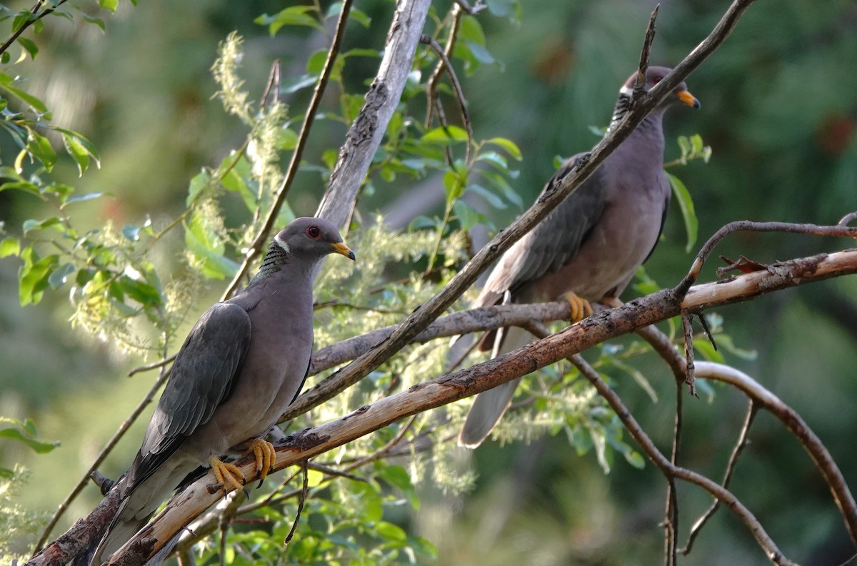 Band-tailed Pigeon - ML620775921