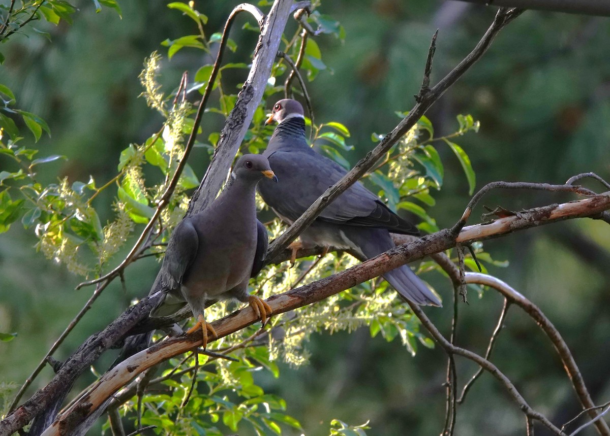 Band-tailed Pigeon - ML620775922