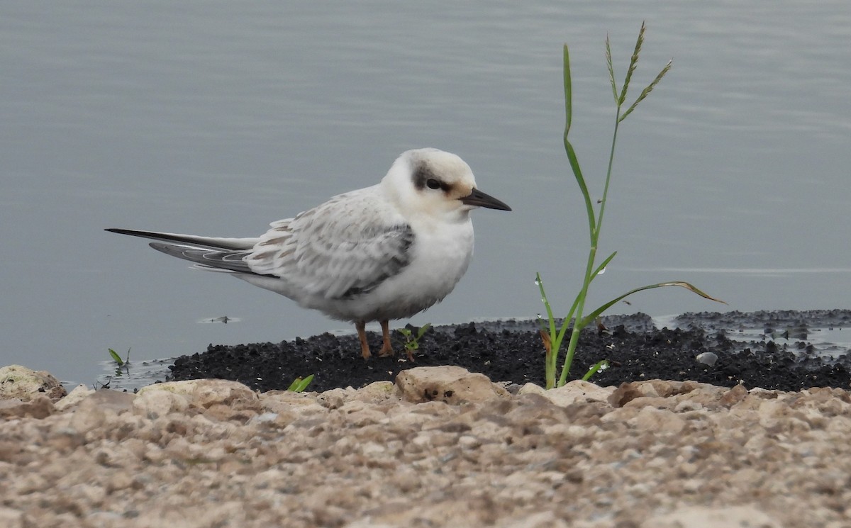 Least Tern - ML620775923