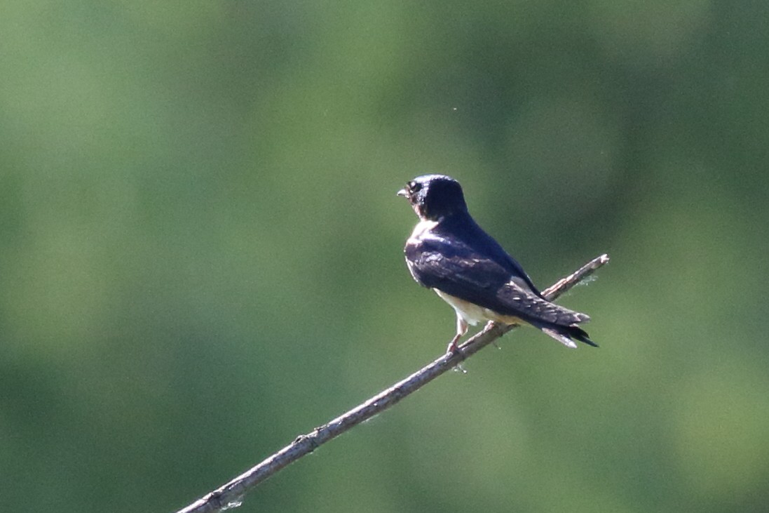 Barn x Cliff Swallow (hybrid) - ML620775924