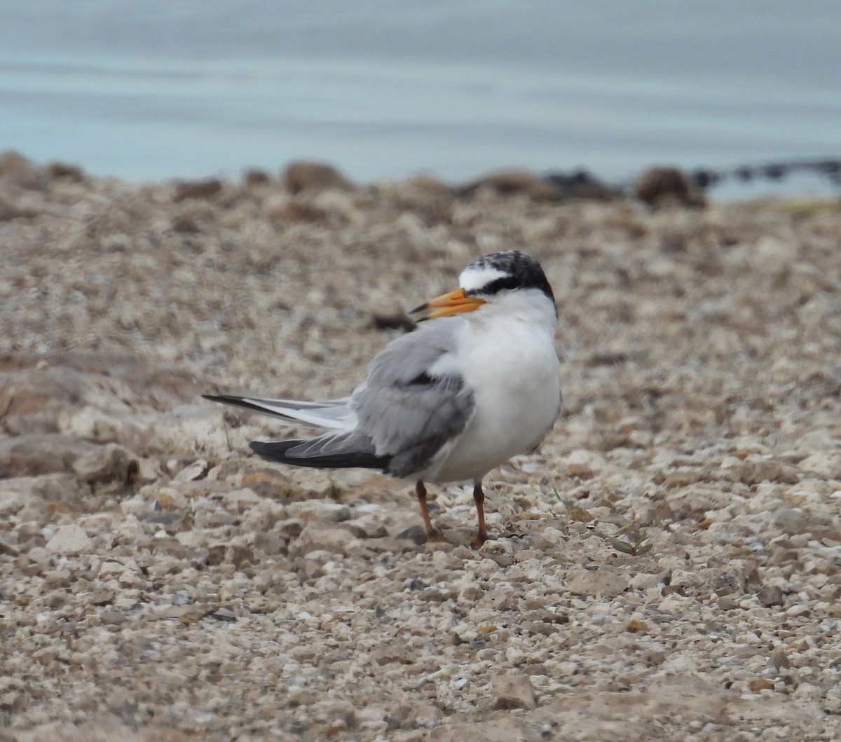 Least Tern - ML620775925