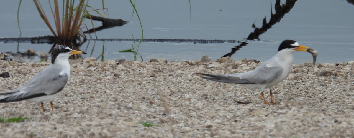 Least Tern - ML620775926