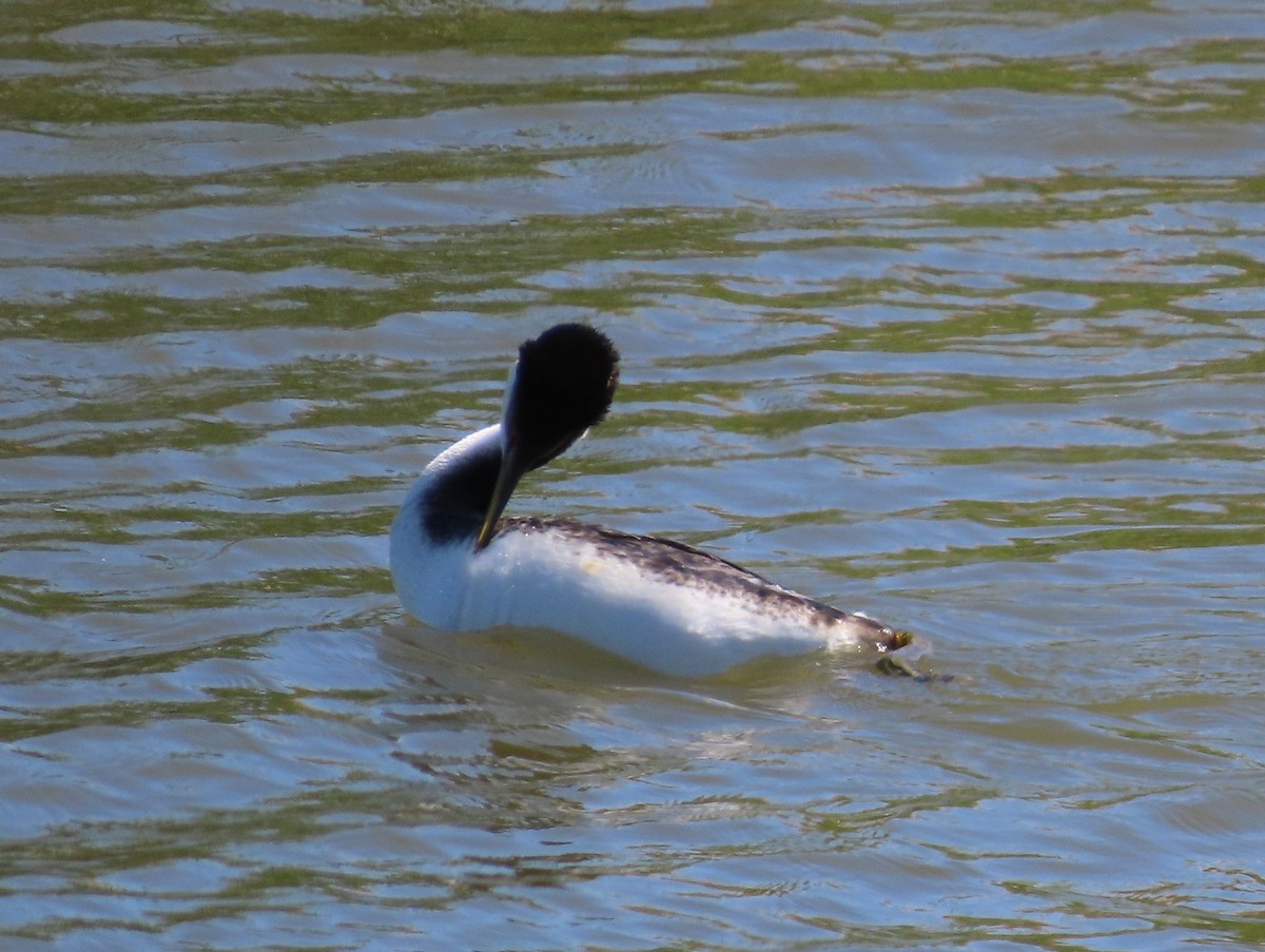 Western Grebe - ML620775927