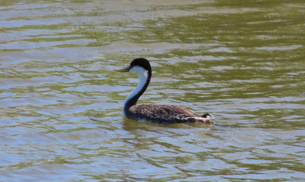 Western Grebe - ML620775929