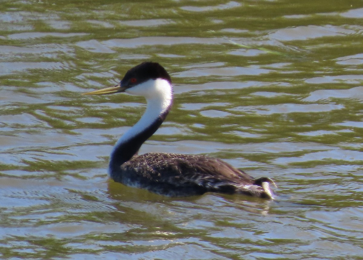 Western Grebe - ML620775930