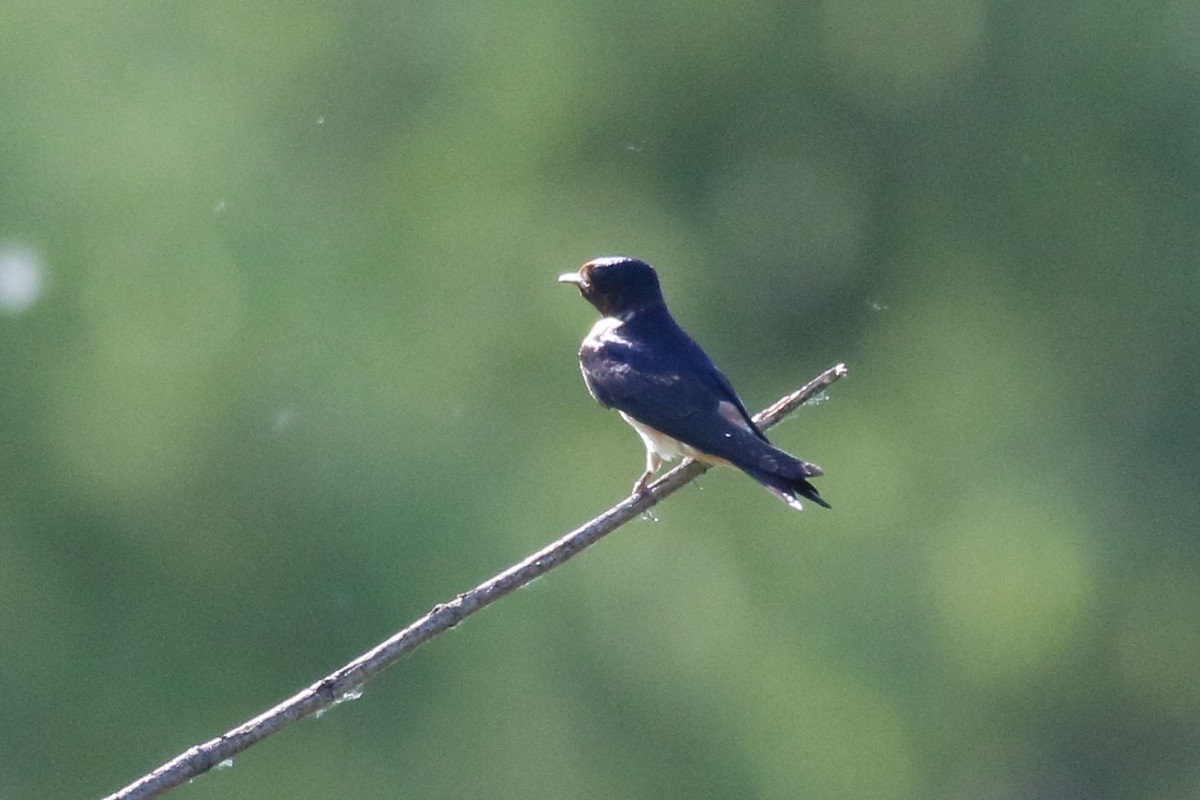 Barn x Cliff Swallow (hybrid) - ML620775931