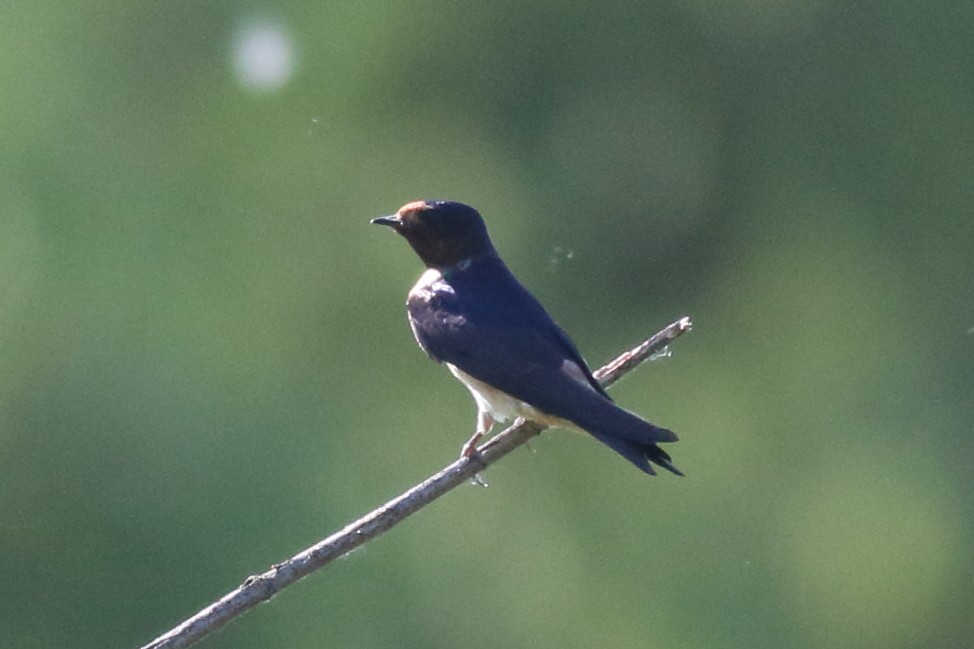 Barn x Cliff Swallow (hybrid) - ML620775932